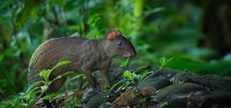 Mammals Archives - Costa Rica