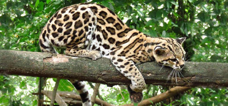 Mammals Archives - Costa Rica