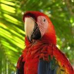 A scarlet macaw, still flying around some of the beach areas of Costa Rica, searching for almonds.