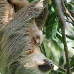 A sloth mother and her baby in the Osa Peninsula of Costa Rica.