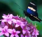 Costa Rica Butterfly Farms