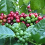 Coffee Tours