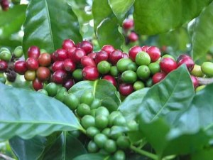 Coffee Tours