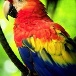 Corcovado National Park