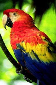 Corcovado National Park