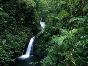 Monteverde Cloud Forest Reserve
