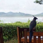Tamarindo Beach