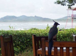 Tamarindo Beach