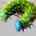 Caterpillar of Costa Rica