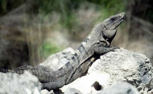 Black-Iguana