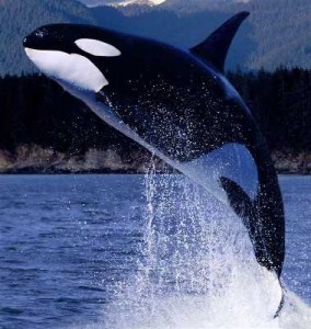 Orca Whale image