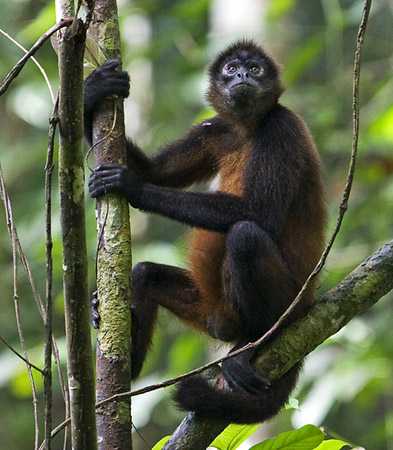 tropical forest monkey