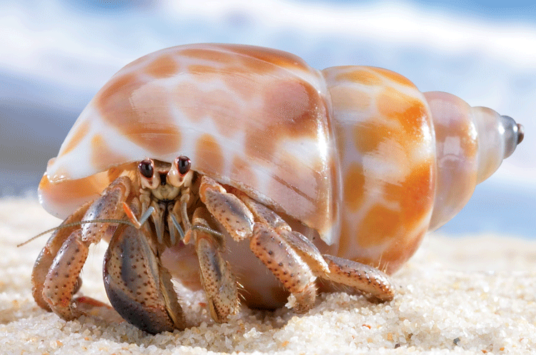 hermit-crab-at-Cahuita-National-Park-Cos