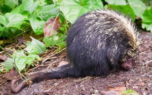 tree porcupine, also known as the Mexican hairy dwarf porcupine,