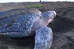 A leatherback Sea Turtle laying their egg at Costa Rica Beach