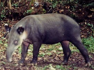 Balid,s Tapir in a national park of Costa Rica