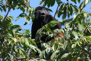 Mantled Howler Monkey at the tropical forest of Costa Rica