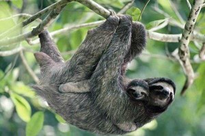 Sloth having its baby in a tropical forest