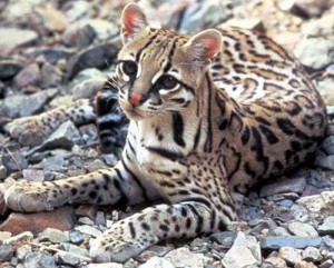 ocelot on rock in Costa Rica