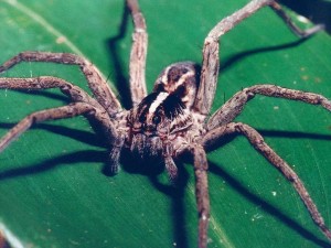 The image of aWolfSpider in Costa Rica