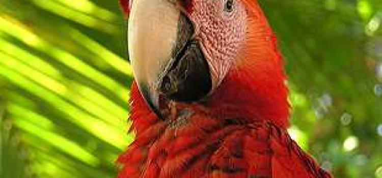 Central Pacific Central Pacific