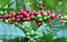 Costa Rica Coffee Tours: The Mecca for All Coffee Lovers