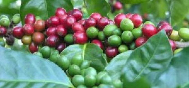 Costa Rica Coffee Tours: The Mecca for All Coffee Lovers Costa Rica Coffee Tours: The Mecca for All Coffee Lovers