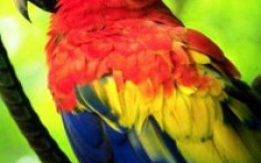 Corcovado National Park: The Virgin Rainforest of Costa Rica Corcovado National Park: The Virgin Rainforest of Costa Rica