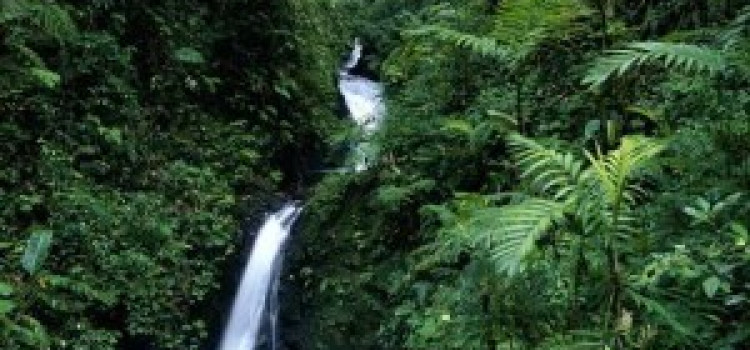 Monteverde Cloud Forest Reserve: Nature’s Sanctuary