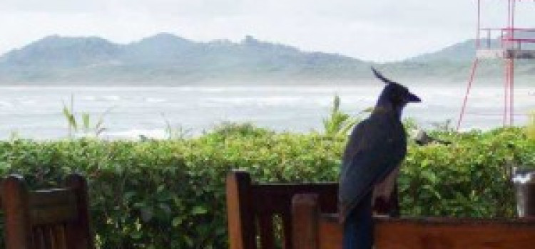 Tamarindo Beach: A Costa Rican Piece of Paradise Tamarindo Beach: A Costa Rican Piece of Paradise