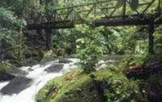 The Buena Vista Rainforest: A Natural Haven in Northwestern Costa Rica The Buena Vista Rainforest: A Natural Haven in Northwestern Costa Rica