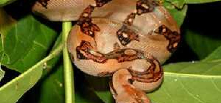 Boa Constrictor Boa Constrictor