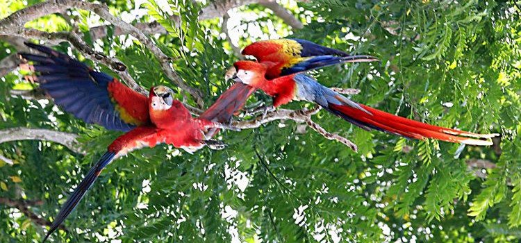 Birdwatching in Costa Rica Birdwatching in Costa Rica