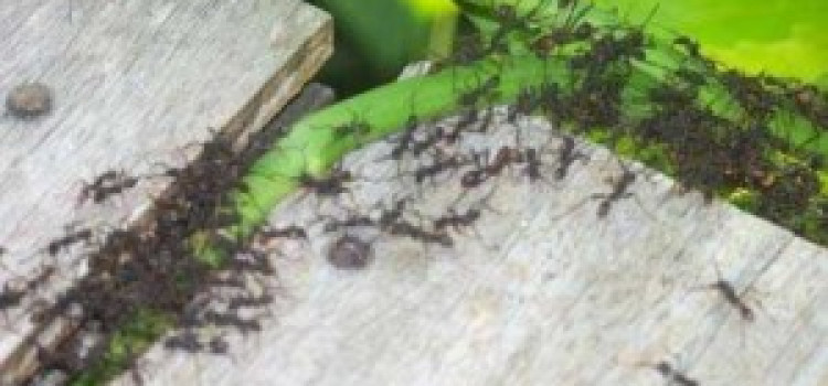 Army ants Army ants