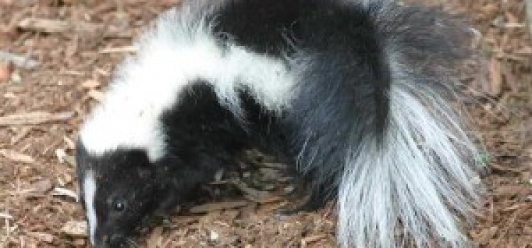 Skunks Skunks