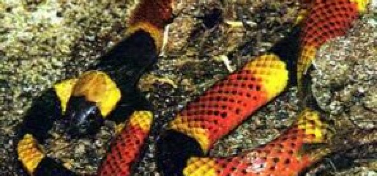 Coral Snake Coral Snake