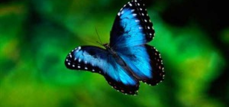 Blue Morpho Butterfly Blue Morpho Butterfly