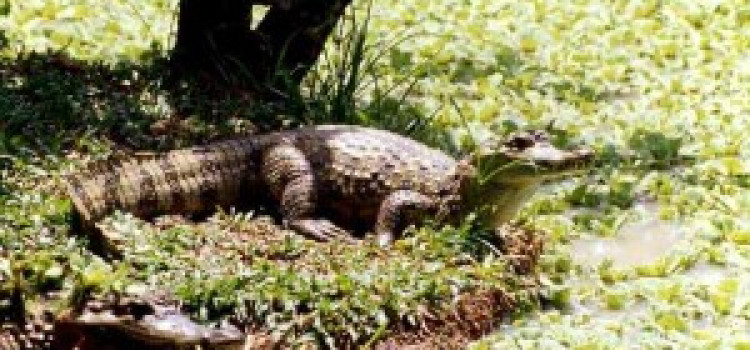 Caimans Caimans