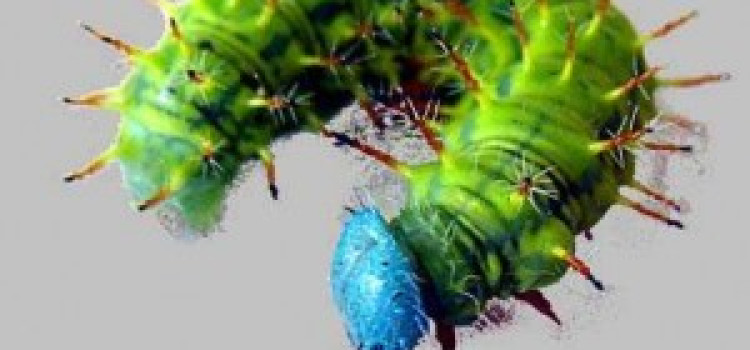 Caterpillars Caterpillars