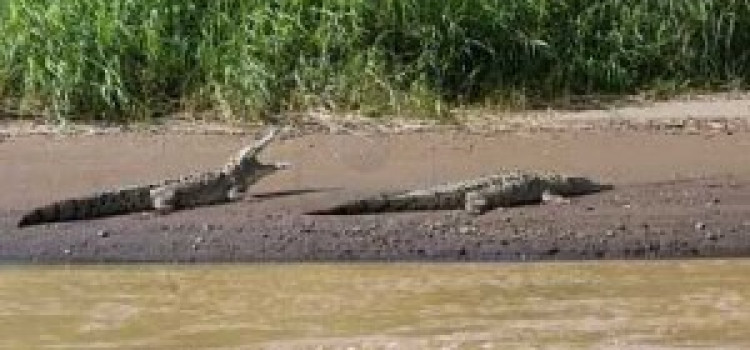 Crocodile Crocodile