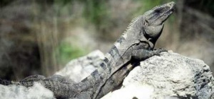 Black Iguana Black Iguana