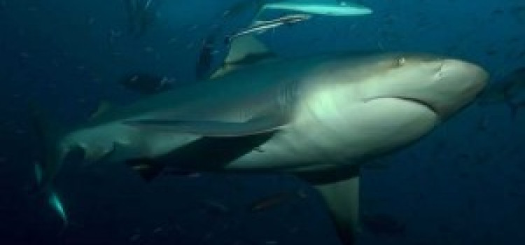Bull Shark Bull Shark