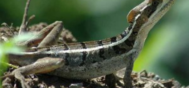 Lizard Lizard