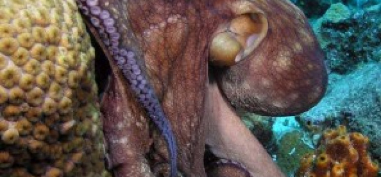 Octopus Octopus