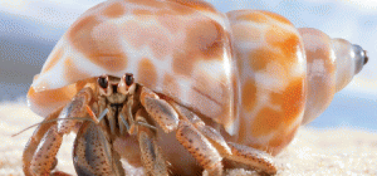 Hermit Crab Hermit Crab