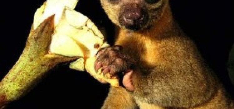 Kinkajou Kinkajou