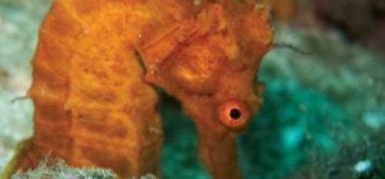 Sea Horse Sea Horse