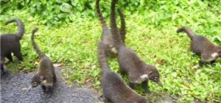 Coati Of Costa Rica Coati Of Costa Rica