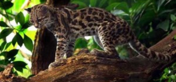 Margay Margay