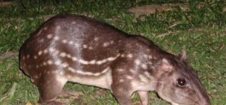 Paca Paca